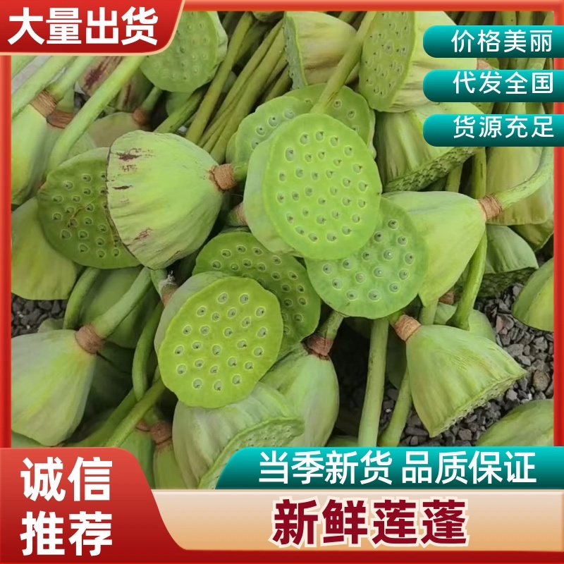 新鲜莲蓬一级欢迎老板联系大量有货