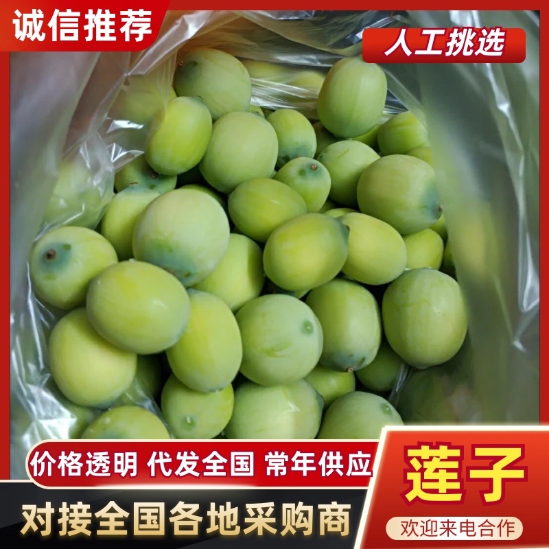 新鲜现剥莲子米品质保证服务周到产地直发价格美丽