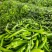 大青椒辣椒一手货源量大从优价格美丽诚信经营