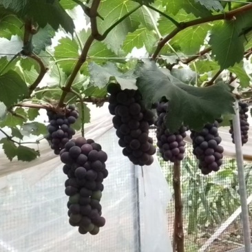 精品涌优