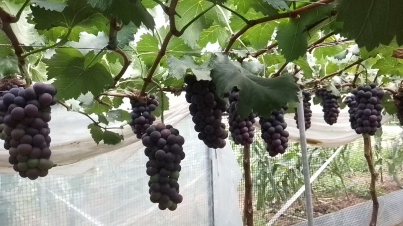 精品涌优