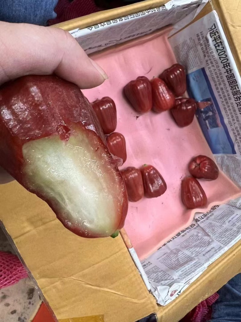 今年新鲜莲雾，要的抓紧