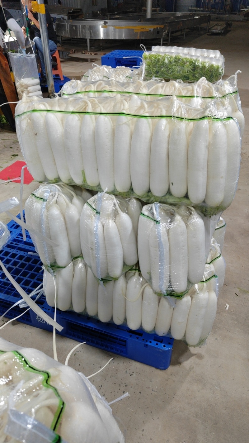 精品白萝卜