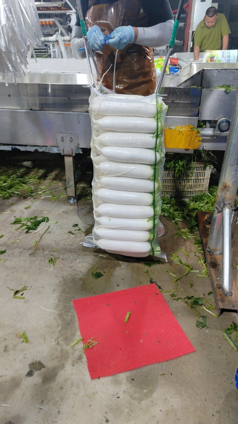 精品白萝卜