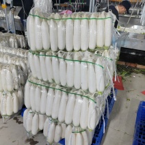 精品白萝卜