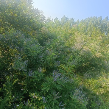 蜂蜜