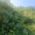 蜂蜜