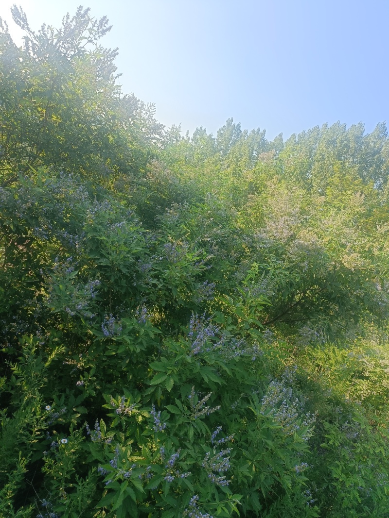 蜂蜜