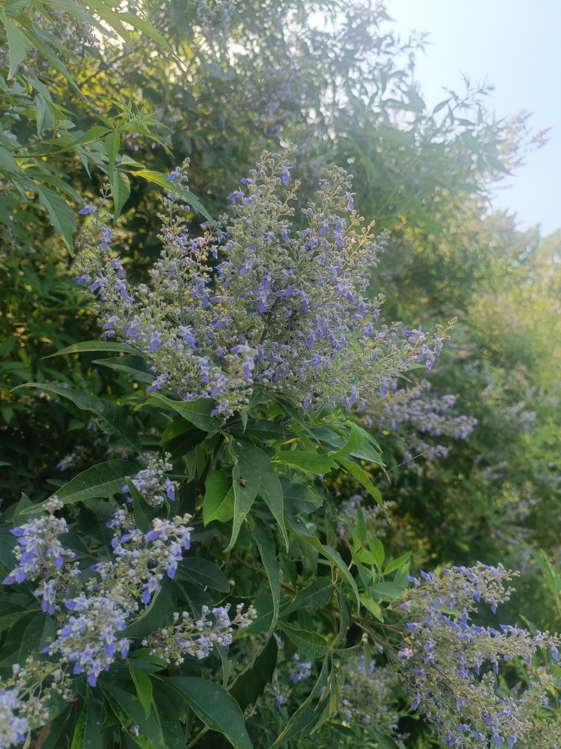 蜂蜜