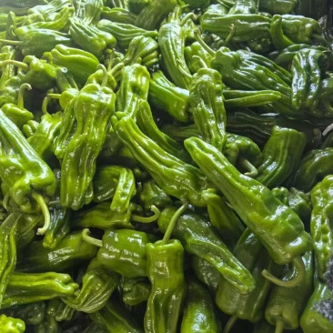 湖北宜昌高山辣椒/芜湖椒大量接单产地直发量大从优欢迎