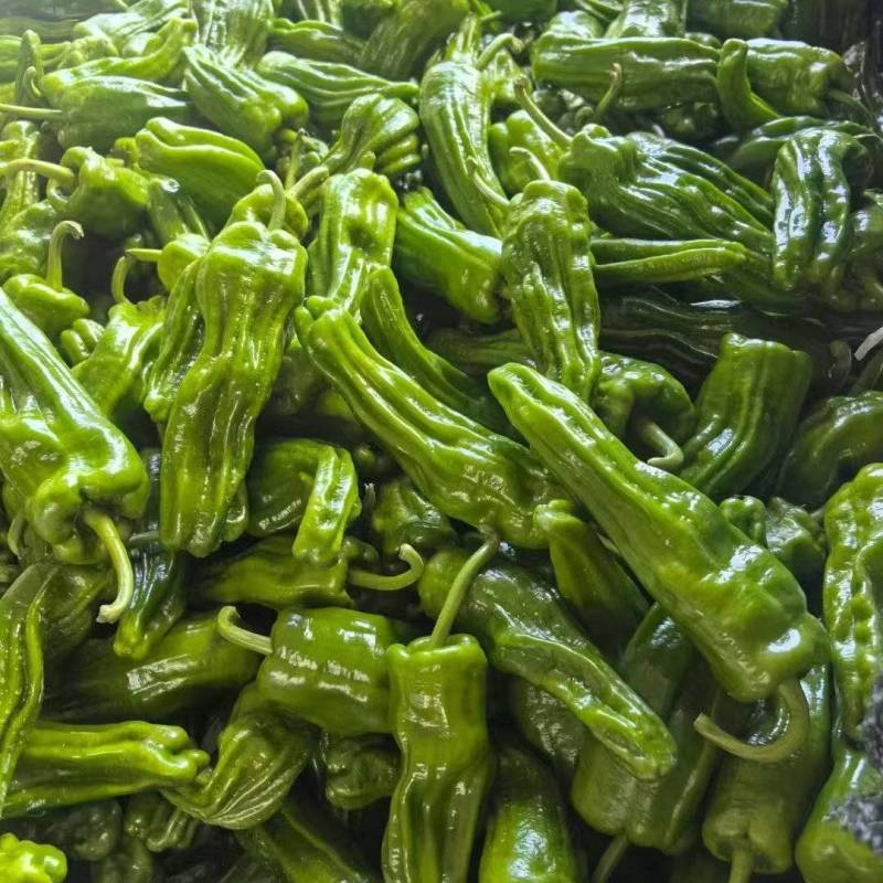 湖北宜昌高山辣椒/芜湖椒大量接单产地直发量大从优欢迎