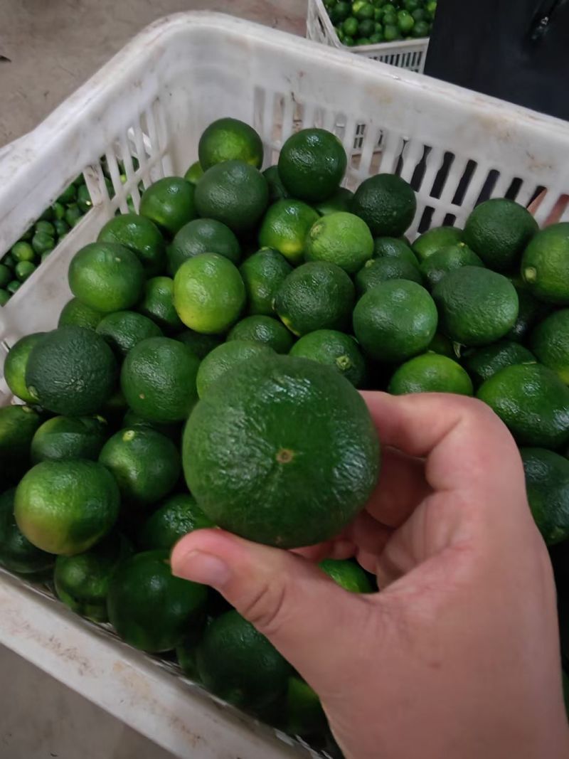 湖北小青柑个头匀称，果面干净，产地一手货源大量有货