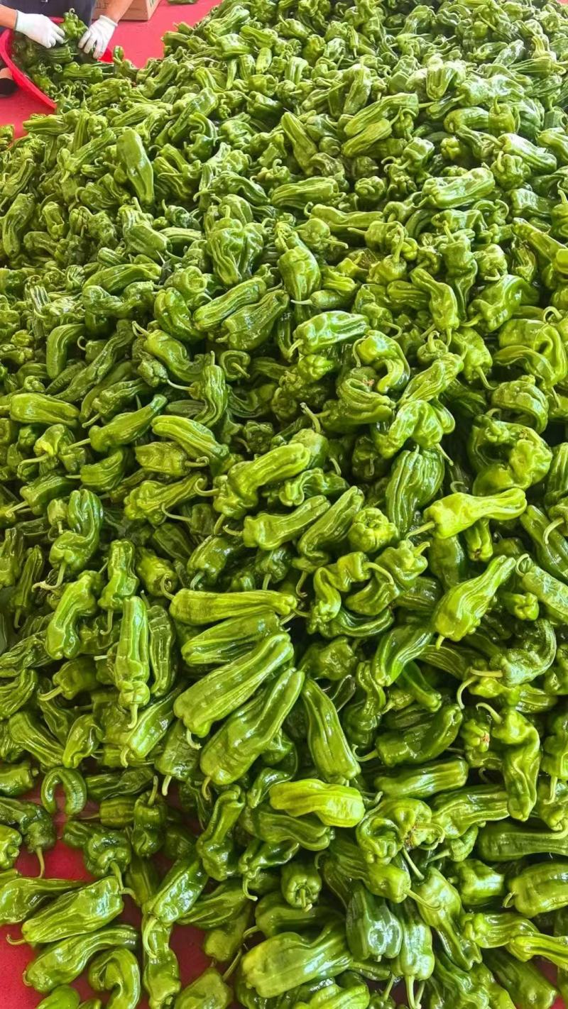 湖北宜昌高山辣椒/芜湖椒大量接单产地直发量大从优欢迎