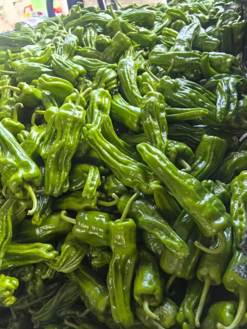 湖北宜昌高山辣椒/芜湖椒大量接单产地直发量大从优欢迎