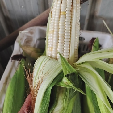 万糯2000玉米大量上市粒粒饱满货量大毛货净货都可以按需分拣