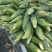 万糯2000玉米大量上市粒粒饱满货量大毛货净货都可以按需分拣