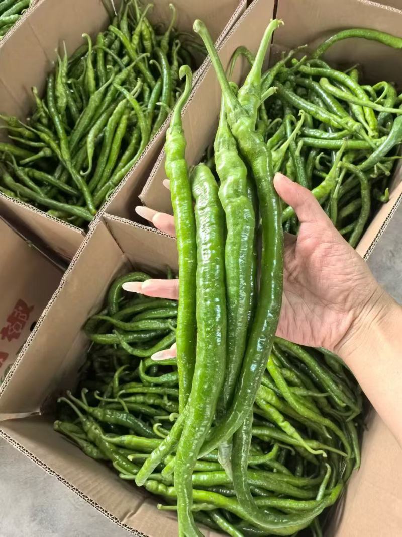 湖北宜昌薄皮辣椒大量供应产地直发量大从优欢迎下单