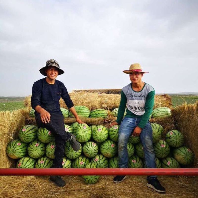🅰金花1号西瓜金花系列产地直发保质保量对接全国