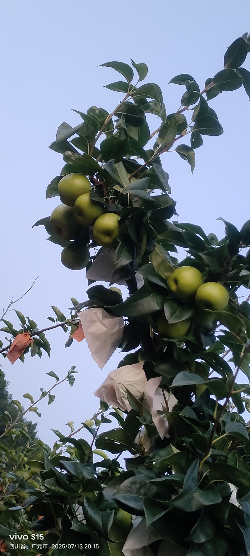 翠冠梨，苍溪翠冠梨（六月雪）