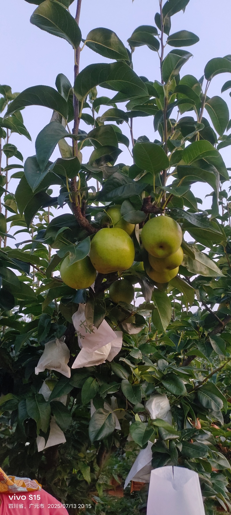 翠冠梨，苍溪翠冠梨（六月雪）