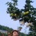翠冠梨，苍溪翠冠梨（六月雪）