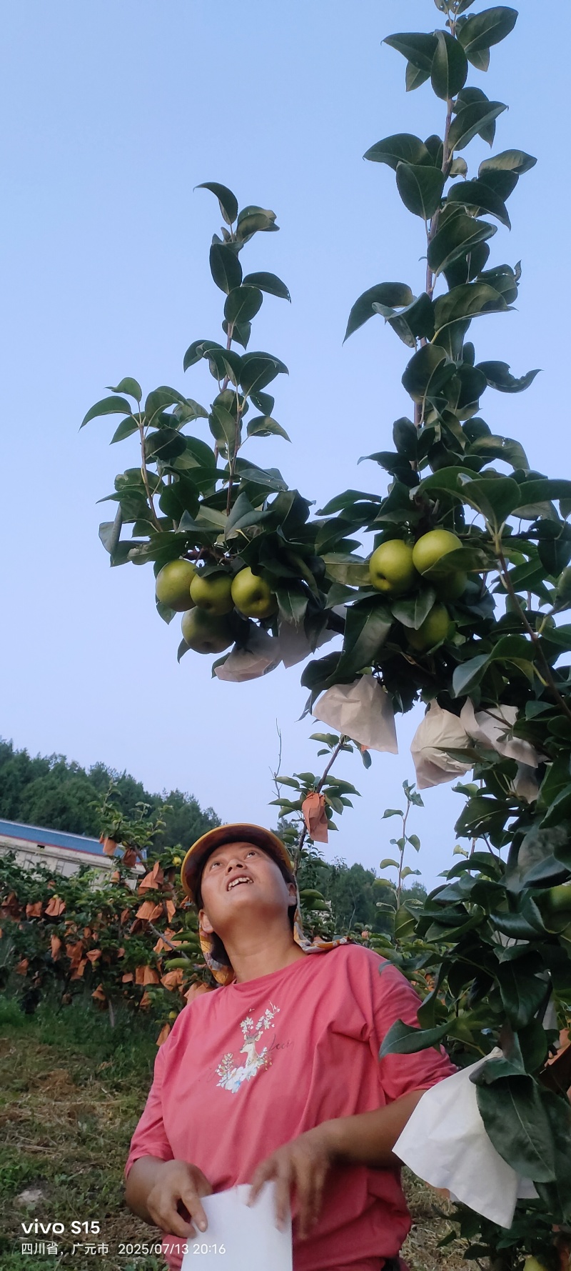 翠冠梨，苍溪翠冠梨（六月雪）
