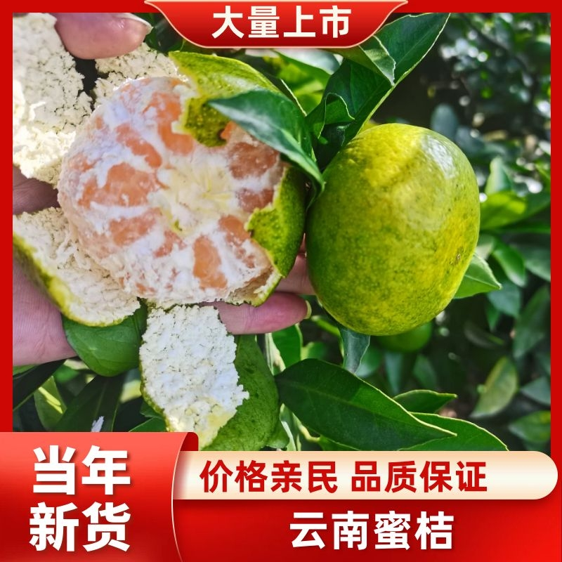 《2026》云南高山蜜橘，特早蜜橘青皮蜜橘大量上市中