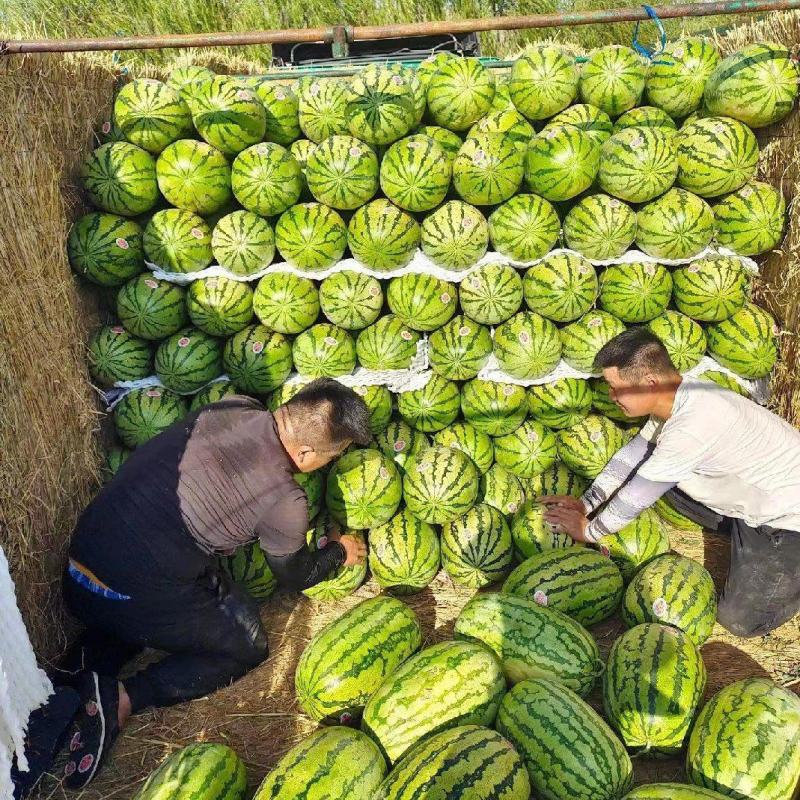 🅰沙地西瓜精品西瓜产地直发一条龙服务代发全国等