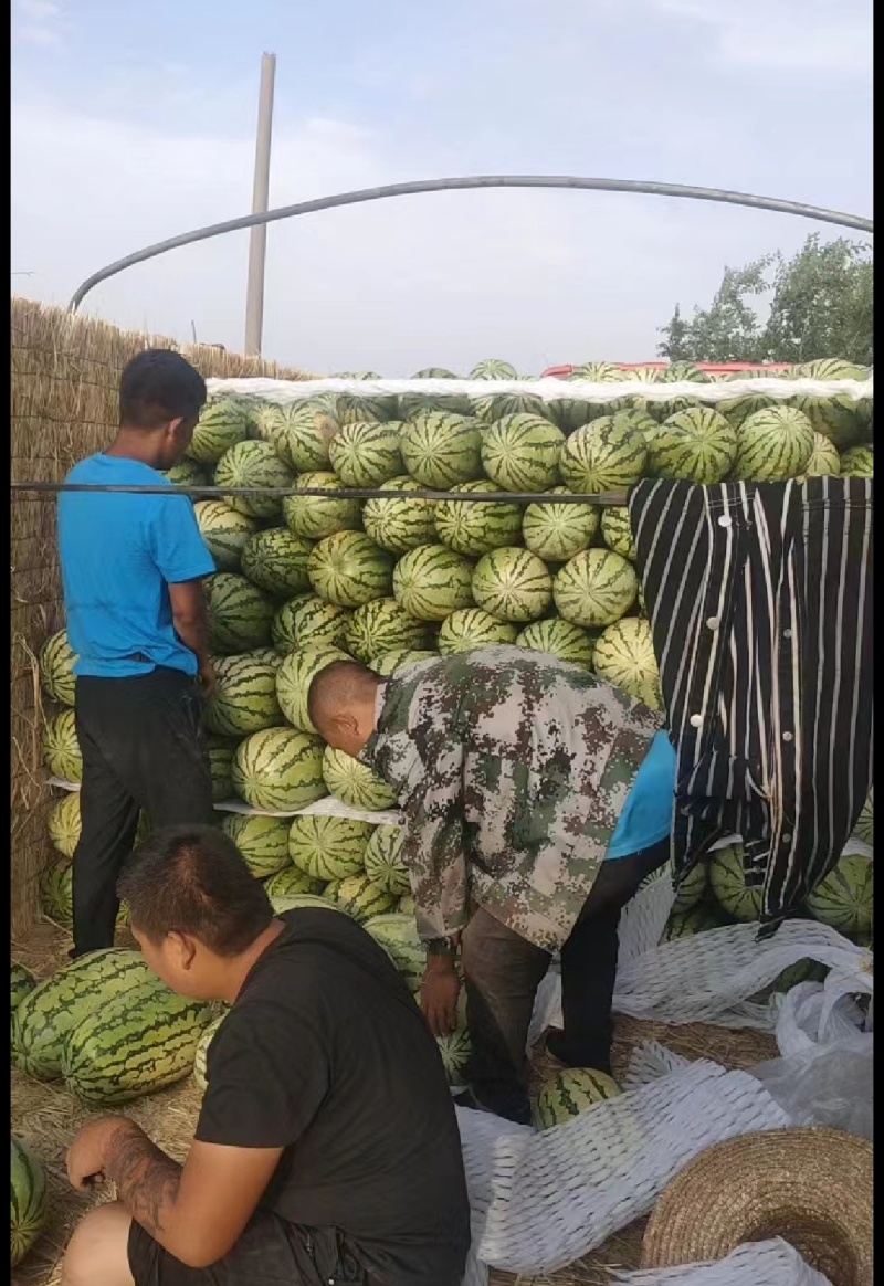 🅰沙地西瓜精品西瓜产地直发一条龙服务代发全国等