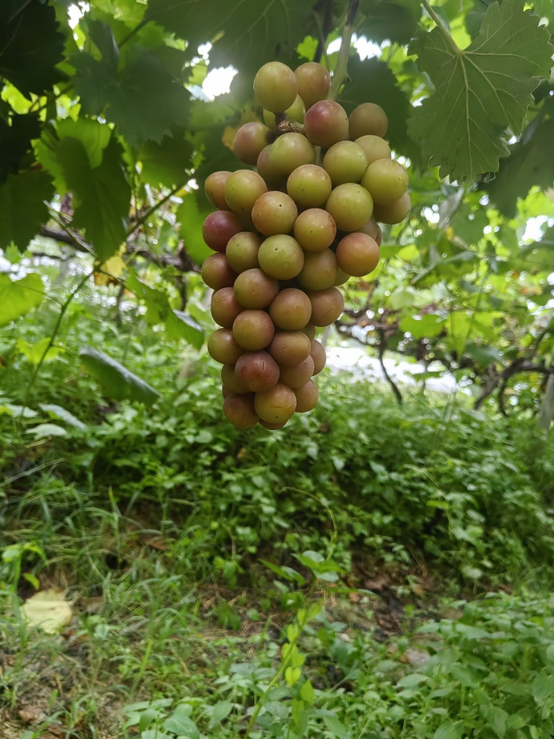 广西百色市夏黑葡萄