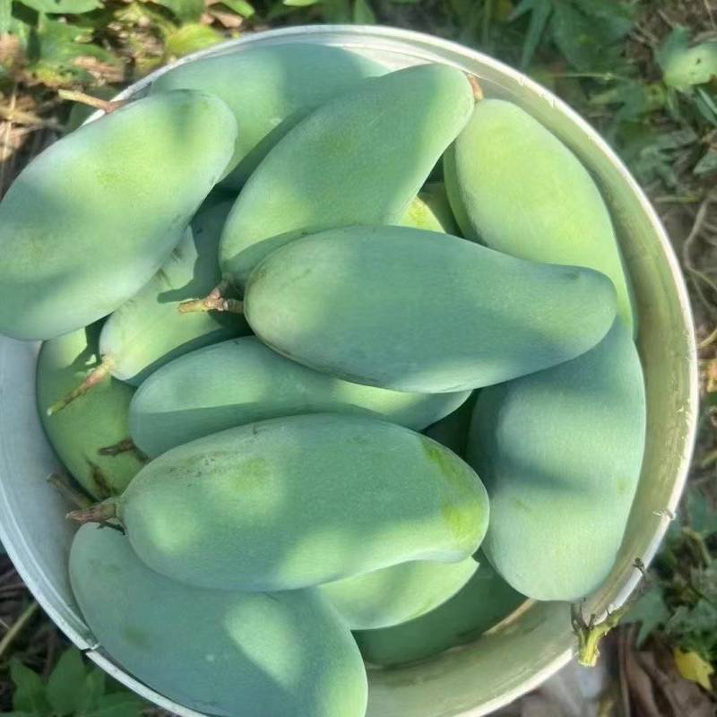 广西百色大金煌大贵七
