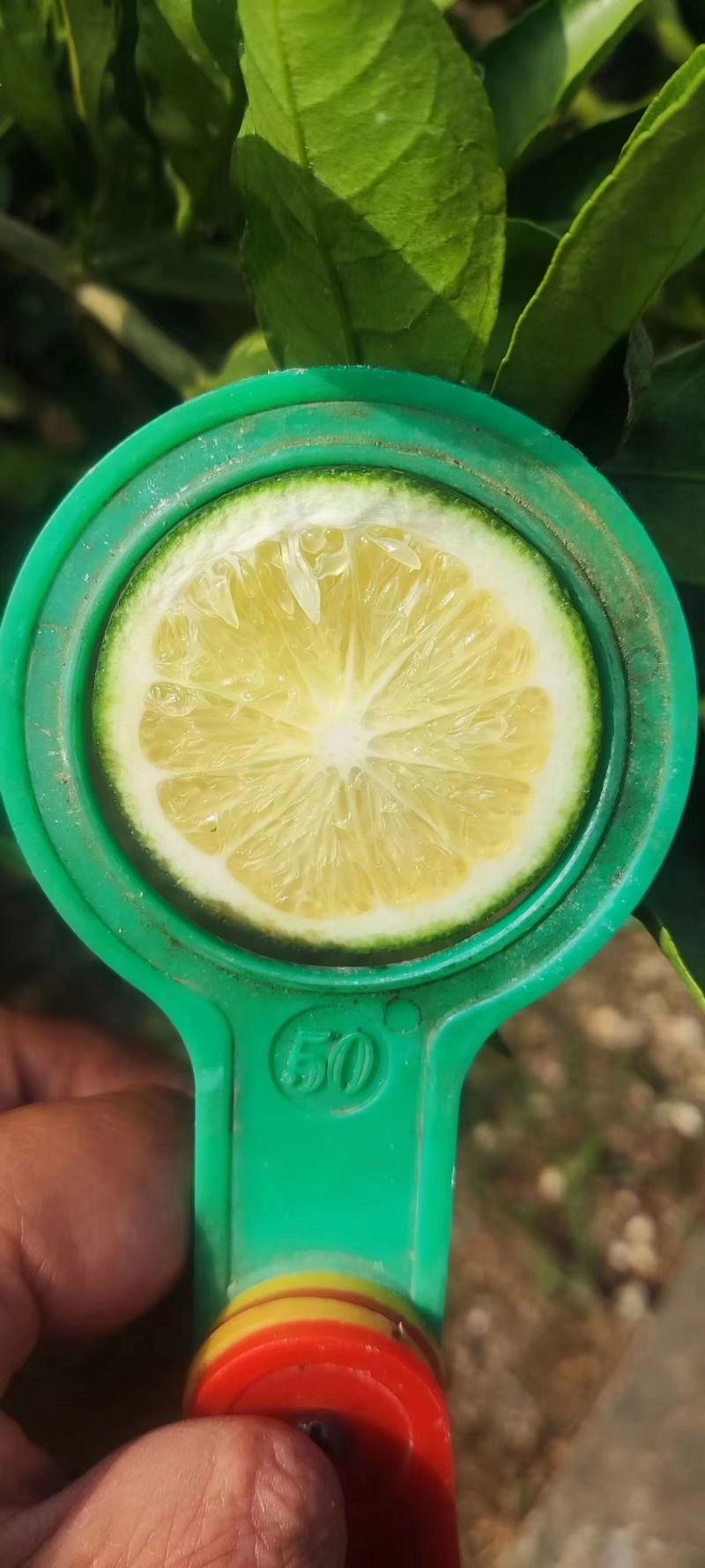 湖北小青柑个头匀称，果面干净，产地一手货源大量有货