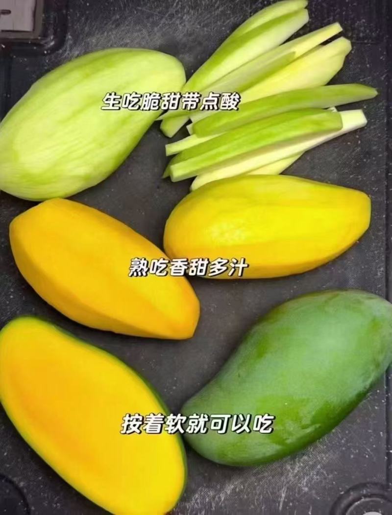 广西百色大金煌大贵七