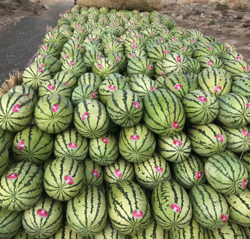 🅰金花6号西瓜精品西瓜产地直供皮亮型好包熟包甜