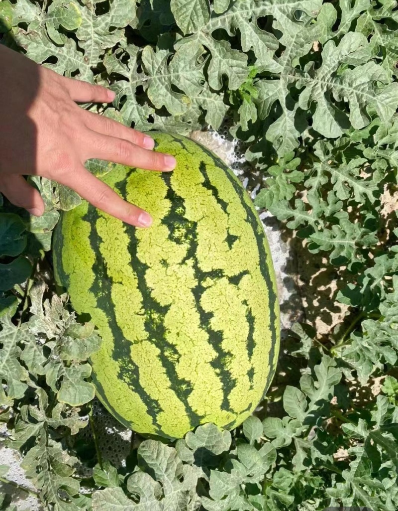 🅰金花6号西瓜精品西瓜产地直供皮亮型好包熟包甜