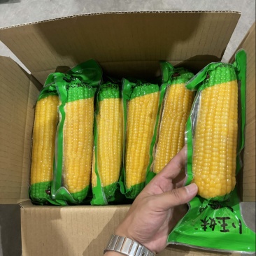 厂家直销真空甜糯玉米220g以上一级品工厂出货