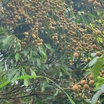 龙眼大量产地一条龙服务供应全国可发