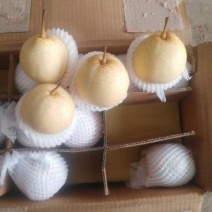 河北水晶鸭梨农户自家种植河北鸭梨产地直供对接商超电商