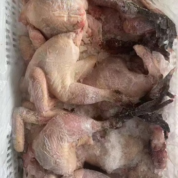 二级鸡白条（三黄土二黑凤公鸡）单只2-5斤最后40