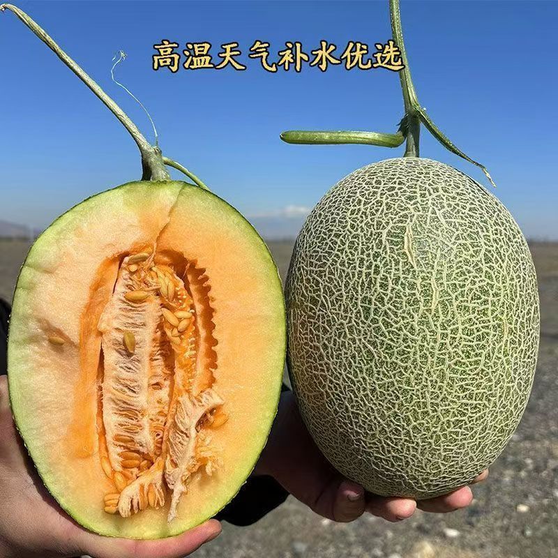 甘肃民勤晓蜜25号哈密瓜，水分足，甜度高，可视频看货，