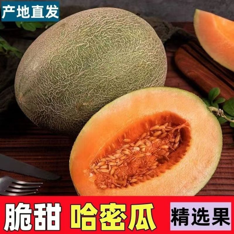 甘肃民勤晓蜜25号哈密瓜，水分足，甜度高，可视频看货，