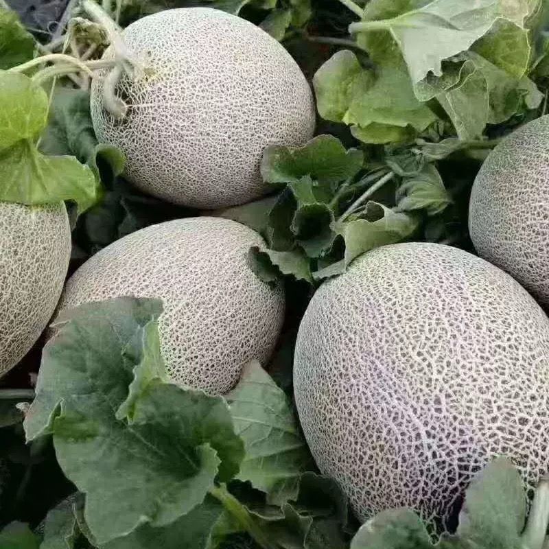 甘肃民勤晓蜜25号哈密瓜，水分足，甜度高，可视频看货，
