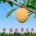 夏日炎炎，有“李”超甜自家果园奈李上市啦