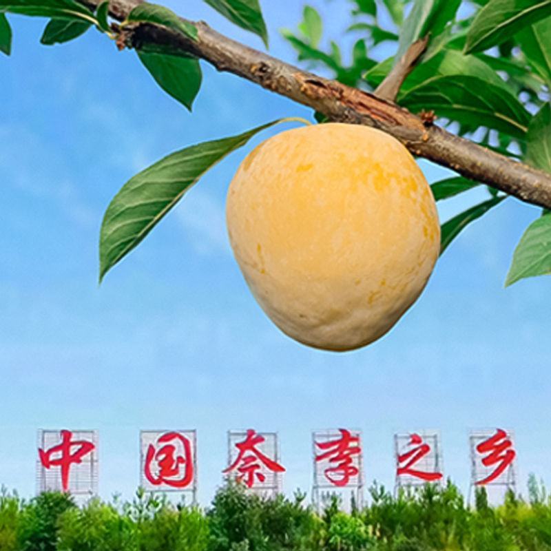 夏日炎炎，有“李”超甜自家果园奈李上市啦