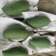 攀枝花大金煌金煌芒对接电商市场商超可视频看货