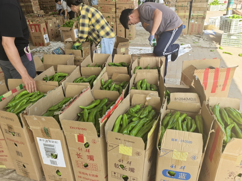 陕西靖边鲜辣椒