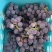 巨峰葡萄，量大可议价