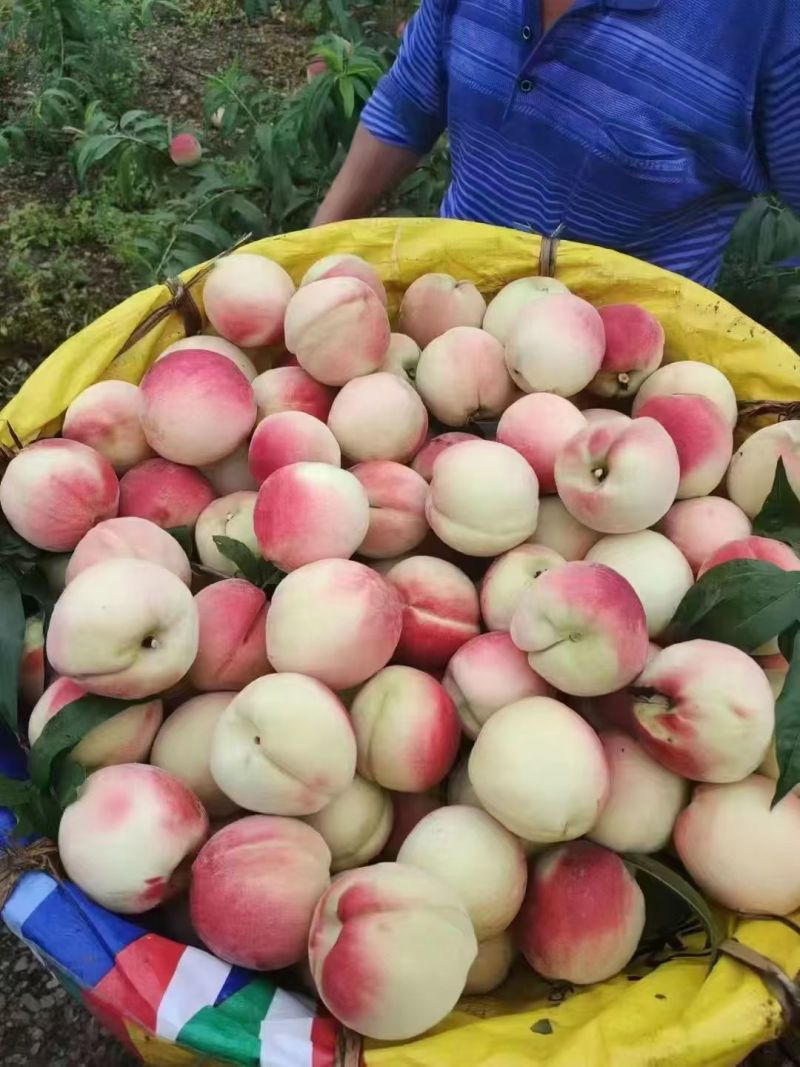 白花桃