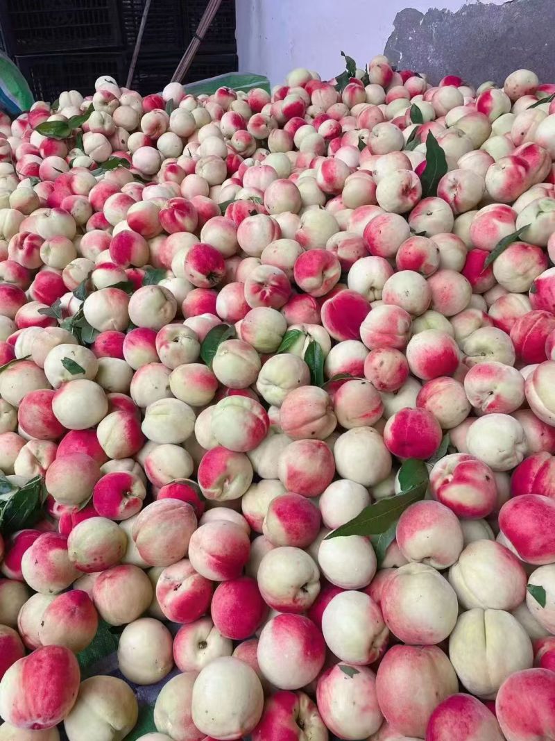 白花桃