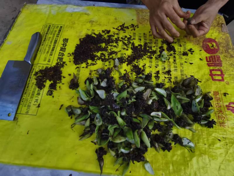 《百部种子》湖北百部/自己货源/人工分拣/全国供应批发